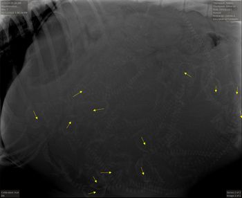 13 pups seen  on pregnancy xray at 56 days

