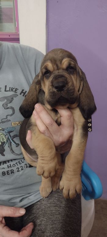 Tan Paws Female 5 weeks 10/4/21
