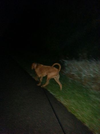 Olivia formerly Cindy Lou Who on a late night walk!

