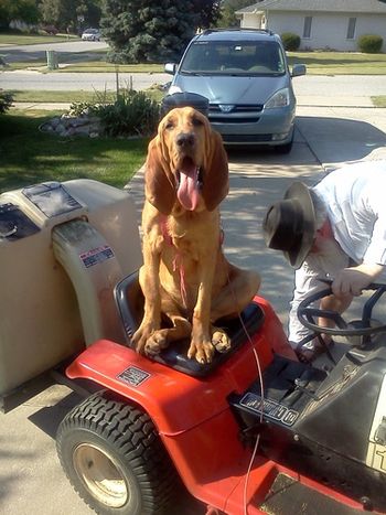 Olivia felt the need to help fix the lawnmower! 6/6/12
