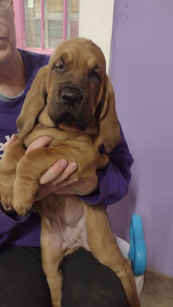 Red ribbon female 6 weeks 12/29/21
