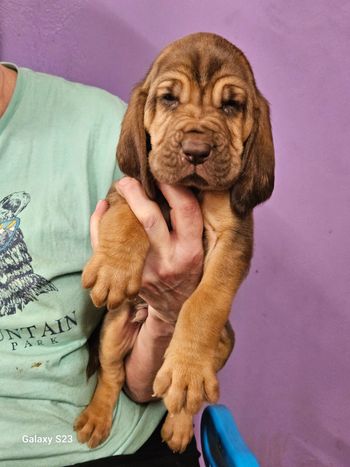 Blue ribbon male 5 weeks 02/14/24
