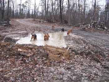 Just like the kids...you bathe and clean everyone up then they take a walk with Dad and find the biggest mud hole to jump in!
