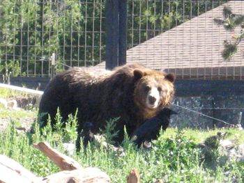 Montana grizzly ( at a rescue center) who spoke to Leontine
