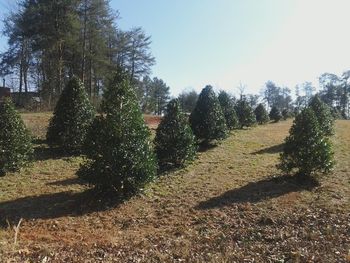 Tree Farm
