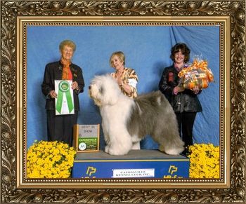 GCH WHISPERWOOD'S WILD HORSE Owner:Joyce Wetzler & Karen Burdash Breeder:Joyce Wetzler & Linda Ruelle Judge: Mrs. Patricia A. Hess
