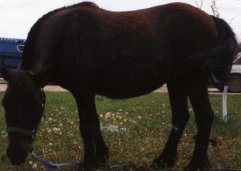 Pintabian stallion X Shetland mare:
