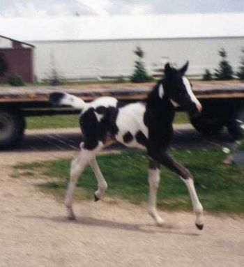 PartPintabianTM pleasure variety equinesTM with tobiano markings are eligible for showing in PartPintabian classes sanctioned by the Pintabian Horse Registry, Inc.
