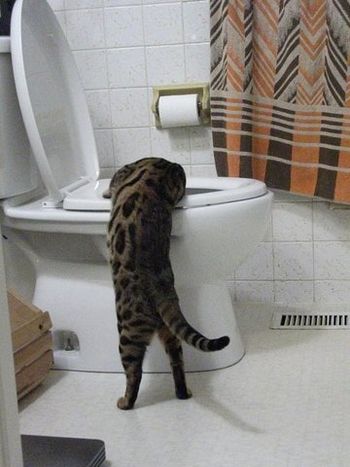 Toilets--- a bengals first love!
