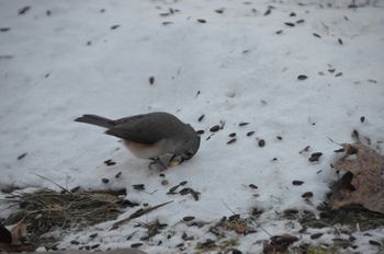 Tufted Titmouse
