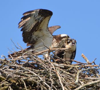 Mother and Daughter Ospreys
