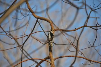 Downy Woodpecker (female)
