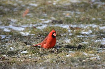 Male Cardinal
