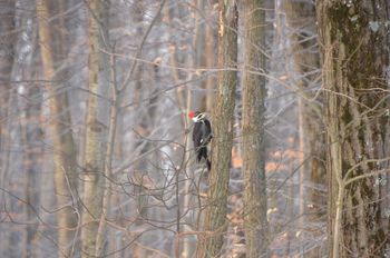 Piliated Woodpecker
