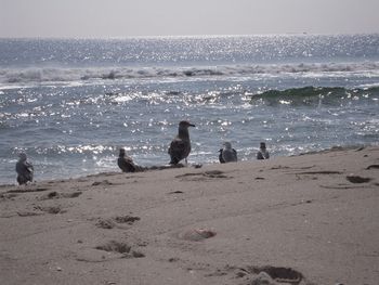 Gulls At The Ocean's Edge
