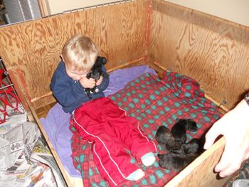 Krissy's son Trent playing with a litter of Chyscott puppies
