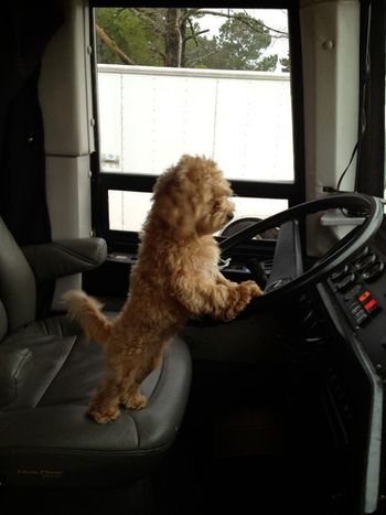 Sunny, the bus driver
