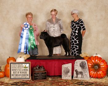 Tilta at 2015 National Specialty: Winners Bitch, Best of Winners, and Best Bred-by Exhibitor
