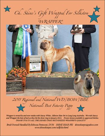 Wrapper winning WD/BOW at the Regional and National Specialty and Best Futurity Puppy at the Nationals
