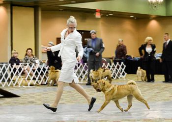 Hatter at 10 months of age at the 2014 National Specialty
