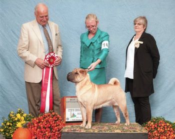 Ch. Shine's Ticket To The Stars "Uma" was BOS at the Regional Specialty and AOM at the National Specialty
