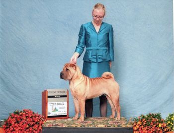 Ch.Shine's Deck The Halls "Tinsel" was 1st in Bred- By at the Regional and National Specialty and Reserve Winner's Bitch at the Regional Specialty.
