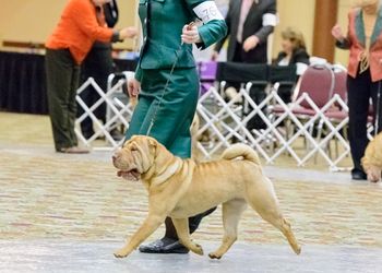 Hatter 10 months of age at the 2014 National Specialty
