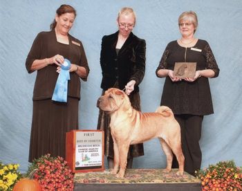 Ch.Shine's Deck The Halls "Tinsel" was 1st in Bred-By at the Regional and National Specialty and Reserve Winner's Bitch at the Regional Specialty.
