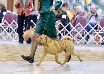 Hatter at 10 months of age at the 2014 National Specialty
