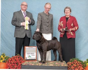 Ch. Shine's Star Kissed. Best Junior Bruschoat, 2nd place in 12-18 month sweepstakes.
