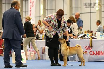 Ursa with owner Alicia in Helsinki Finland at the 2014 WDS
