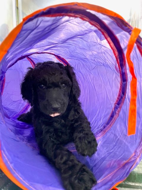 Magnolia's Agility Training