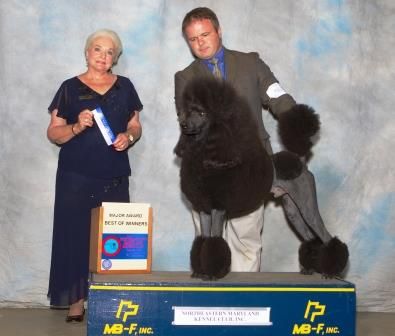 Our first AKC Champion. Fully health tested and available for stud.