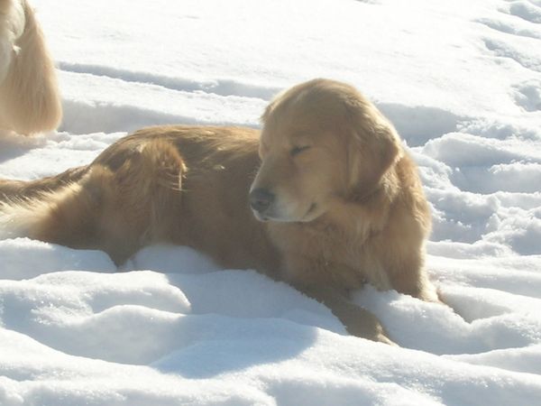 CAN, CH. Mervar's A Little Less Conversation
Click on Priscilla's photo to see her pedigree
Mom to BEST IN SHOW WINNER AND CH INTERNATIONAL AND CANADIAN CH DAUGHTER
Also Mom to International Ch. SON who is SAGE's Sire!
Priscilla passed away peacefully on July 29th, 2018 She will be missed so much. She was one in a MILLION, and her legacy lives on.