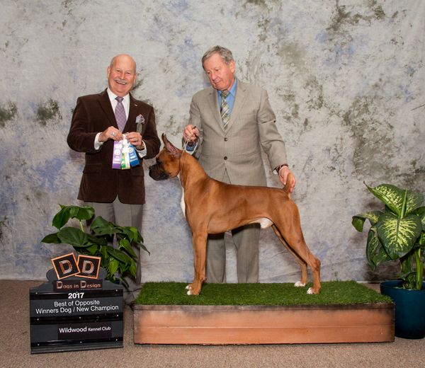 Earning a total of 8 points in one weekend, Chief is a NEW CHAMPION Feb 2017 @ Wildwood Kennel Club, Woodstock, Ontario.