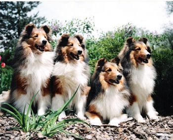 Three years Old at the Chicago National From Left to Right: Taffy-BISS Ch. WarmWinds Sunspun Delight Ribbon-Ch.WarmWinds Sunspun Ribbons Missy-Ch.WarmWinds Lil' Bit of Mischief Mink-Can. Ch. WarmWinds Make Mine Mink It is here that Ribbon took first place in American Bred and Missy took third place in the open class