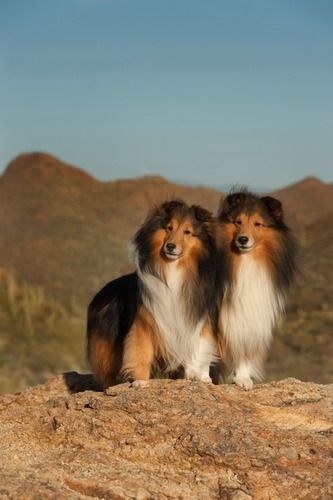 Ch. Sunspun Private Stock and Ch. U-Ch. WarmWinds Bourbon d'Bear OA OAJ CGC. Pictures taken by Dean VonPusch