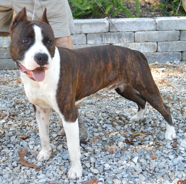 Sonny at ten months of age.