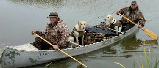 Yellow male by Smokinguns Ammunition(Ammo) and out of Win-Tobas Cabela(Ella) with many retrieves under his belt as a young boy! (Yellow male on the right)