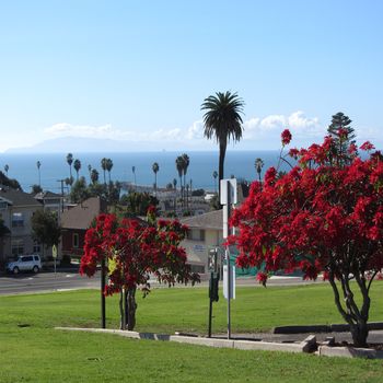 A picnic view from Cemetery Park past poinsettias looking toward the Ventura pier and the beautiful Pacific Ocean.