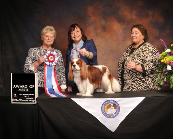GCH Clarmarian Kiss and Cry "Higgins"
Award of Merit
ACKCSC National Specialty 2014
Thank you, judge Jeanie Montford, Elvenhome Cavaliers