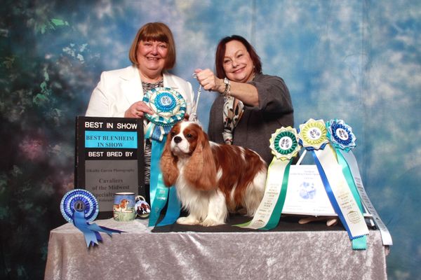 DC wins Best in Show at the Cavaliers of the Midwest Show in Lexington, KY February 2018, at age 6 1/2.
Thank you judge Lynn Crane