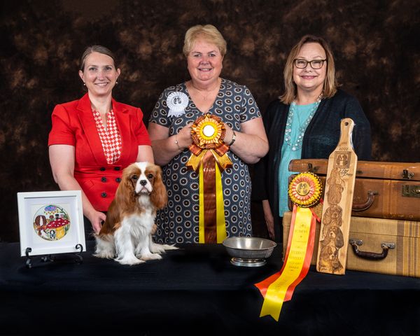 Clarmarian Affairs of the Heart wins Best Puppy in Show at 6 months old at the Cavaliers of the Midwest Specialty Show,
Thank you, Judge Elaine Berwick, Merrylaine Cavaliers, UK.
GCH G Miletree Joshua x Clarmarian Unbreak My Heart