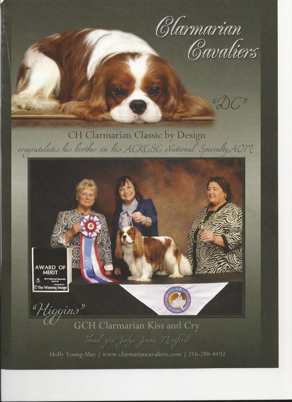 Royal Spaniels Summer 2014