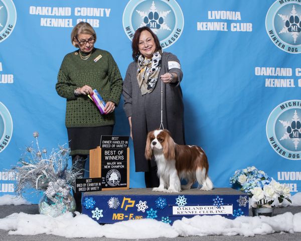 New AKC Champion
Thank you Judge Beth Sweigart