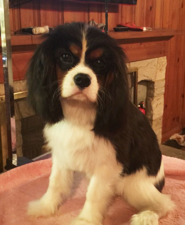 "Trinity"
BISS GCH, CKCSC CH and National Specialty BIS Clarmarian Kiss and Cry "Higgins"x CH Clarmarian Here Comes the Sun "Siena"