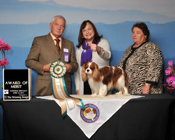 GCH Clarmarian Classic by Design "DC"
wins an Award of Merit at the
2015 ACKCSC National Specialty!!
Thank you, Judge Kevan Berry