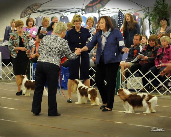 Higgins receiving his AOM ribbon from Judge Jeanie Montford at 2014 ACKCSC National Specialty