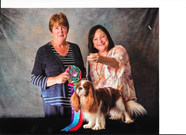 DC "Best Veteran in Show"
Judge Mary Cunningham, Verheyen, UK.
Cavaliers of the Midwest, July 2019