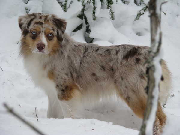 Our Handsome Zor "Lakeside Tune Of Rankin is a CKC Open Champion....He is the first MAS in the Atlantic provinces to get this very proud of our boy....